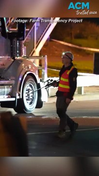 Dozens of cows killed as livestock truck crashes into rail bridge.