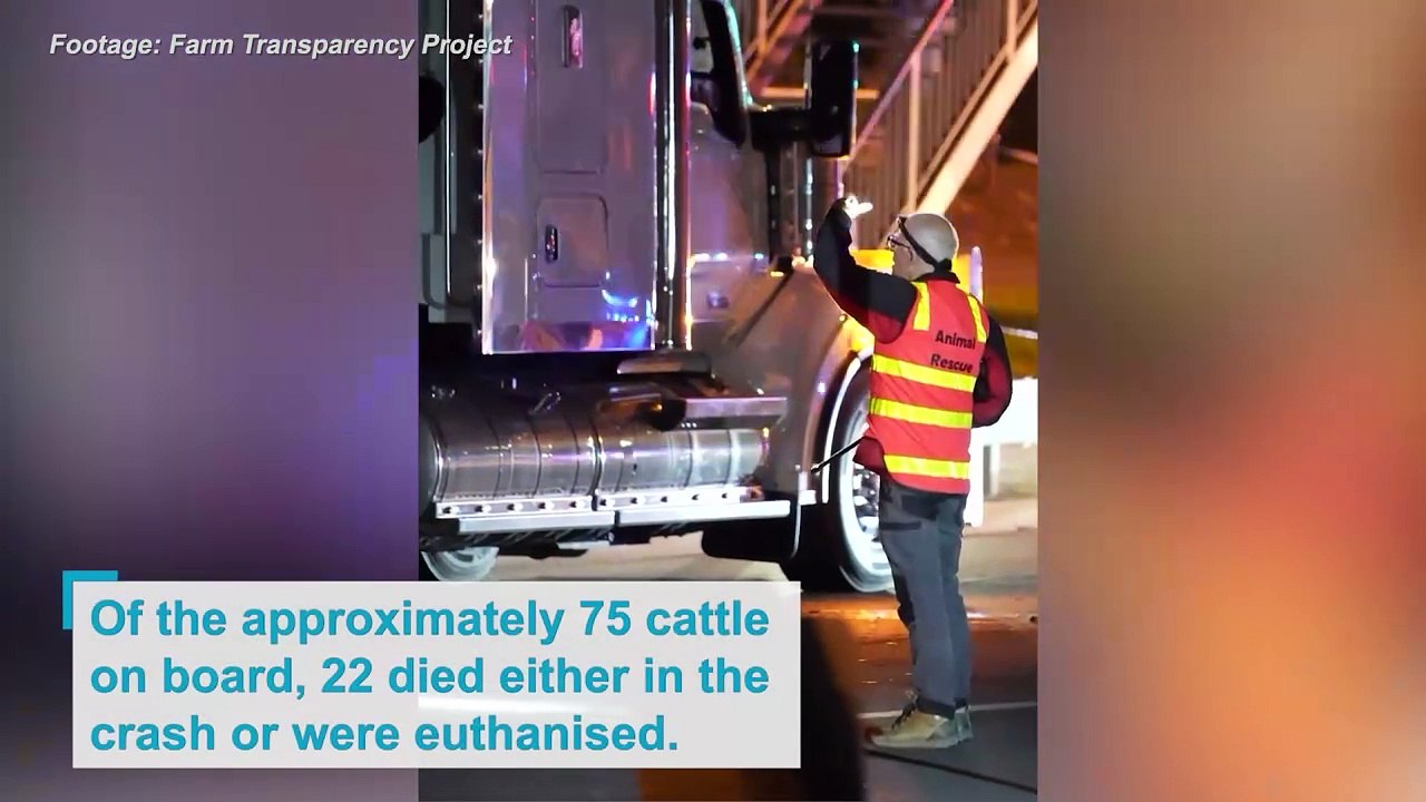 Dozens of cows killed as livestock truck crashes into rail bridge.