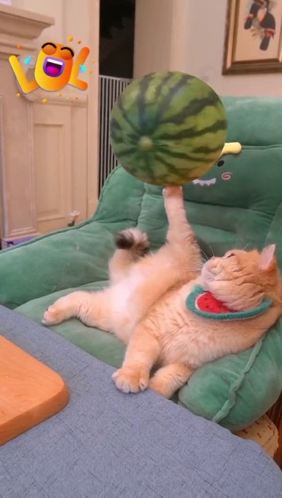 Funny cat fun 