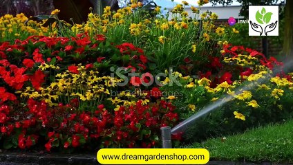 Top 20 Houseplant watering tips