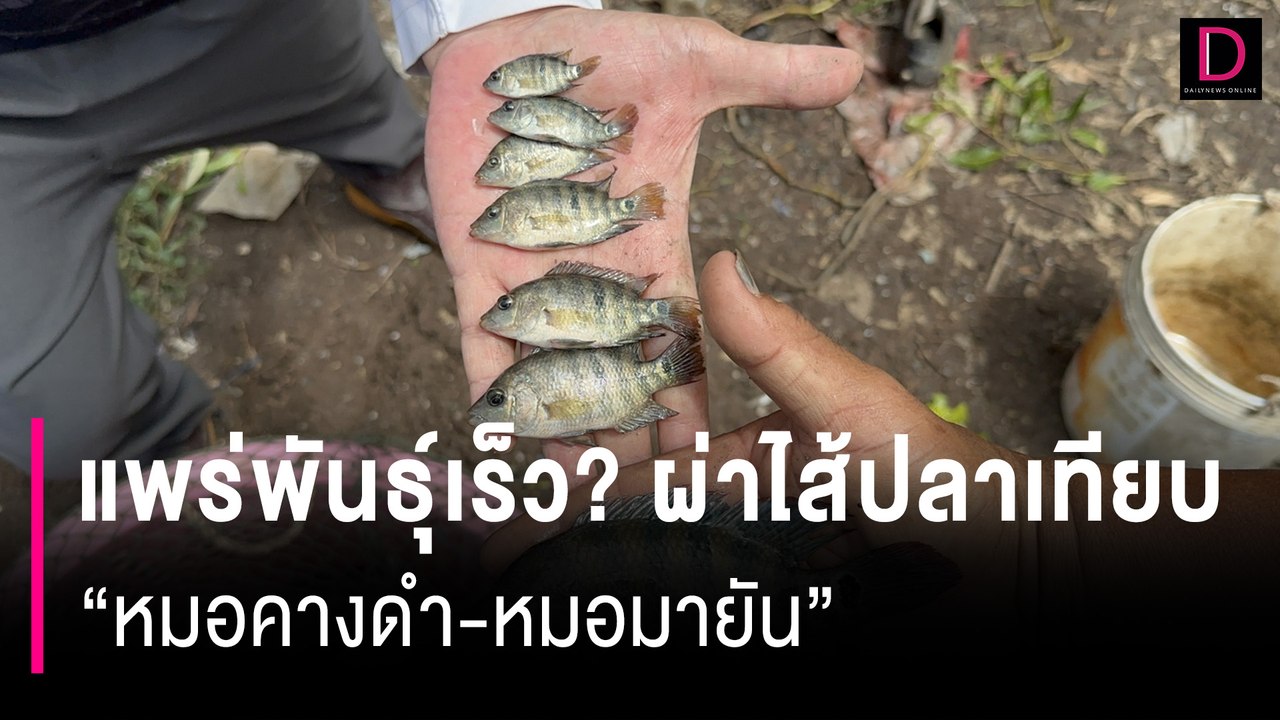 แพร่พันธุ์เร็ว ผ่าไส้ปลาเทียบ "หมอคางดำ-หมอมายัน" พบยาวกว่ากัน 2 เท่าตัว | HOTSHOTเดลินิวส์ 24/07/67