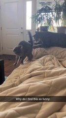Cat Pushes Kitten off Couch