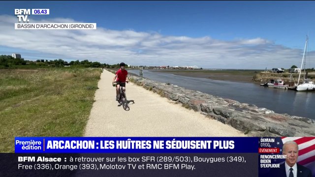 Contamination en 2023, mauvais temps, pouvoir d'achat... Les huîtres du bassin d'Arcachon ne connaissent pas leur succès habituel