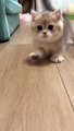 Beautiful Kitty Cat | Funny | Cute Cat