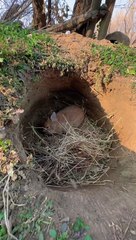 Trending Viral Short Video 🌟