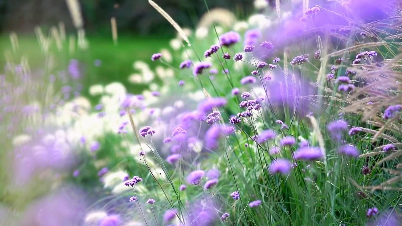 Âm nhạc thư giãn trị liệu với cảnh đẹp nhân gian - Sự quyến rũ của những bông hoa dại