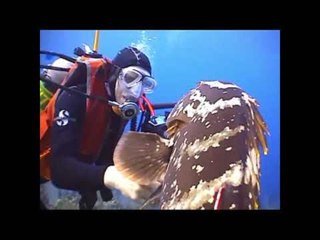 Nassau Grouper Fish Approaches Scuba Diver for Pets
