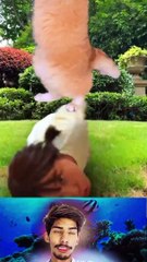 Try No to Laugh  Funny pets videos  Cute Funny cat | Funny Animals Videos