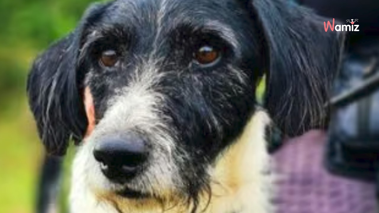 Complètement perdu après le décès de son maître, ce chien de refuge ne comprend pas ce qui lui arrive