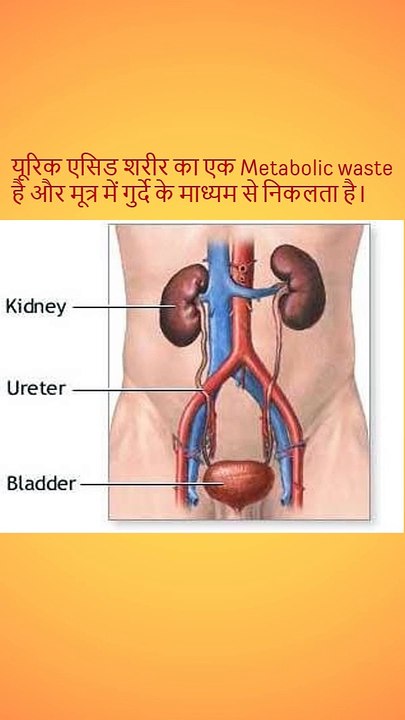 uric acid blood test in hindi | यूरिक एसिड क्या होता है | यूरिक एसिड कैसे कम करें | normal range