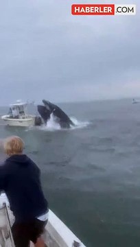 New Hampshire kıyılarında korkunç an: Öfkeli balina, içinde denizciler bulunan tekneyi alabora etti