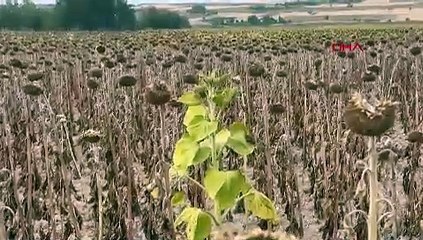 Kavurucu sıcaklar Trakya'da tarlaları fena vurdu