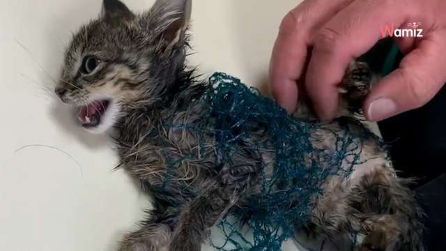 Ils découvrent 4 chatons en danger dans leur résidence secondaire : l'un d'entre eux est dans un piège mortel (vidéo)