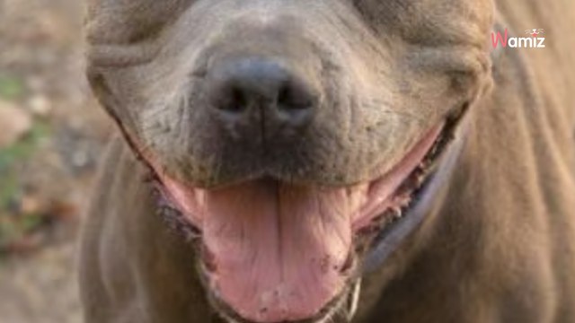 Au refuge depuis près de 2 ans, cette chienne est totalement résignée et n'a plus d'espoir de sortir de son box