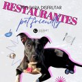 TIPS PARA DISFRUTAR RESTAURANTES PET FRIENDLY