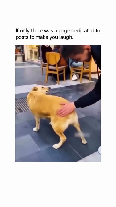 Follow @makeyoullaugh to see smile on your face!!Disclaimer- The material used in this is purely for entertainment purposes. W... music-footage used, and no copyright infringement is intended.All rights go to their respective o - 2024-07-24T131704.963