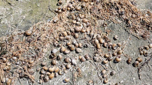 Eğirdir'de binlerce ölü kabuklu su canlısı kıyıya vurdu