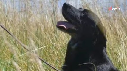 Ce chien est au refuge depuis 8 ans et personne ne s'arrête devant son box : il ne mérite pas cette indifférence