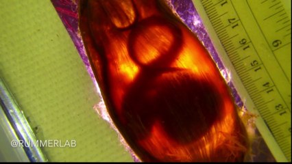 Breeding colony of epaulette sharks created