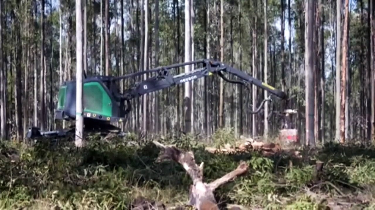 Forestry Corporation of NSW accused of illegal logging