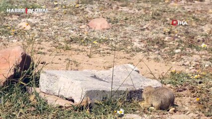 Yemek molası veren çiftçilerin yanına gelen sincaba üzüm ikramı