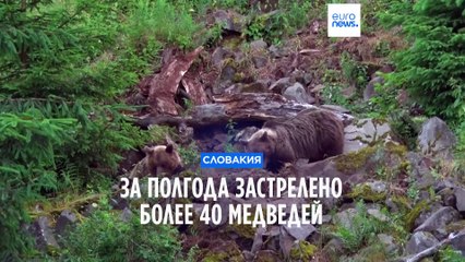 В Словакии застрелили свыше 40 медведей после нападений 🐻