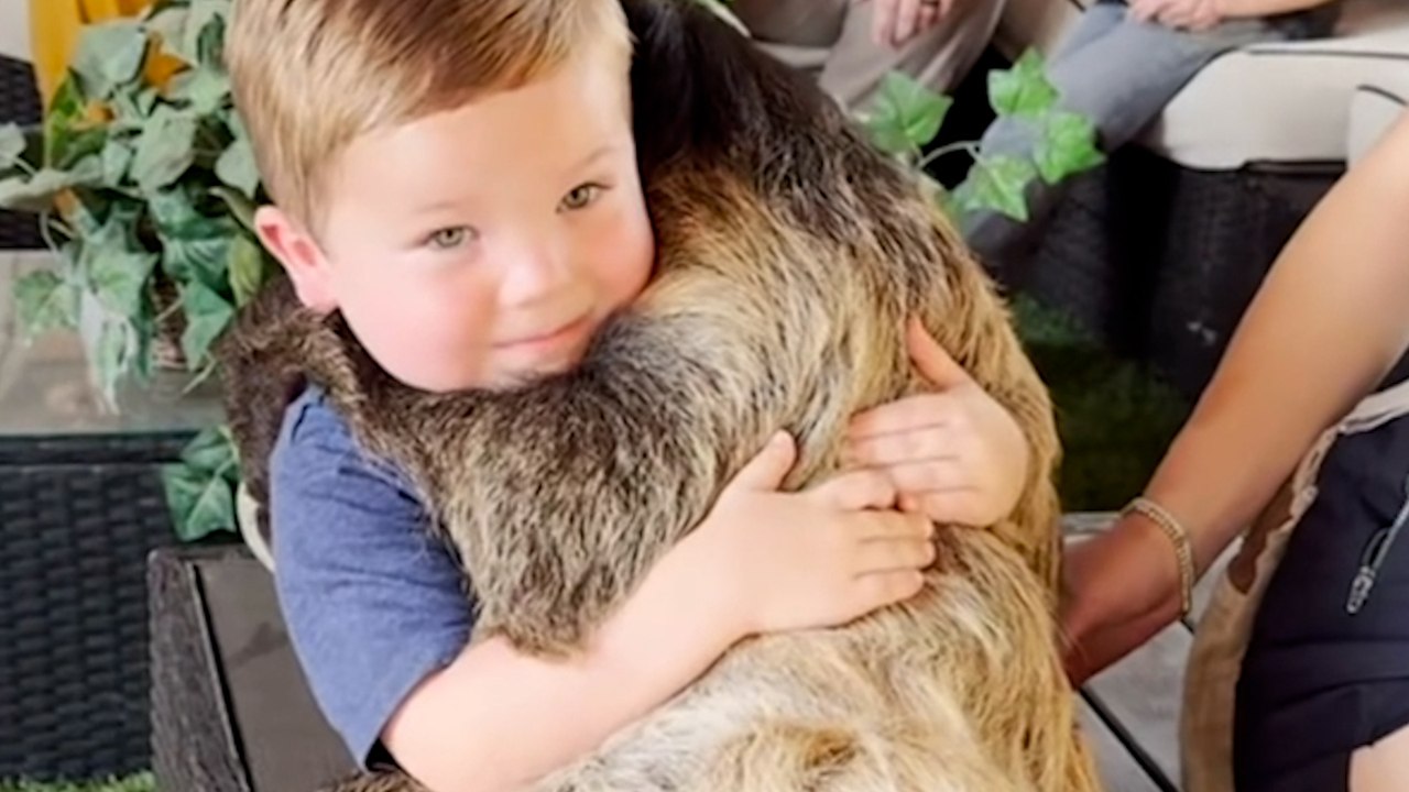 Tierverrücktes kleinkind umarmt liebevoll ein faultier