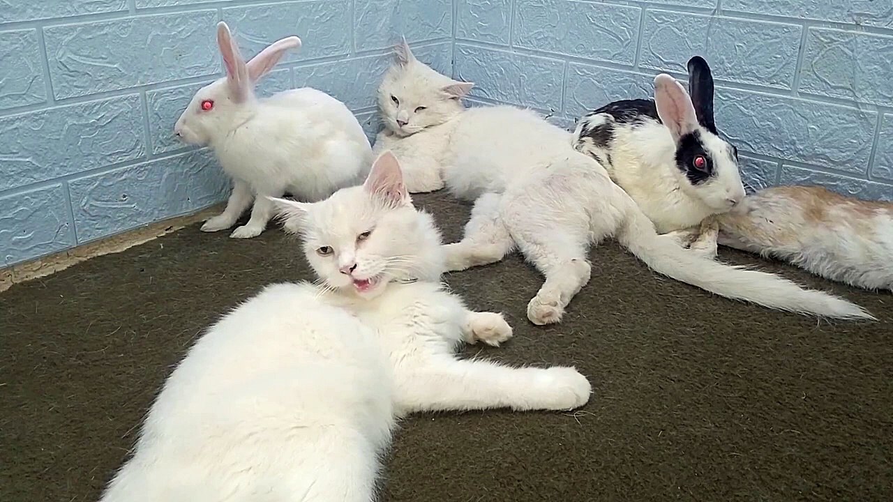 Funny animals video