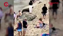 Plajdaki insanları 'kovaladıkları' öne sürüldü: Yaşanan olayın gerçeği ortaya çıktı
