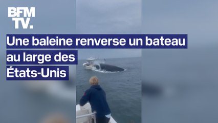 Une baleine renverse un bateau au large des États-Unis