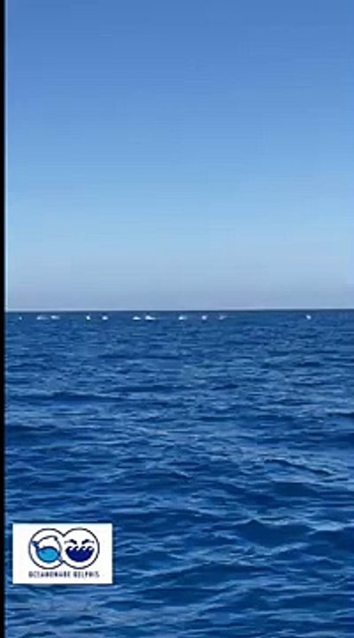 Il gioco di un branco di 200 delfini al largo di Ischia