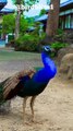Peafowl Bird Sounds/Call #peacock #birds #amazing