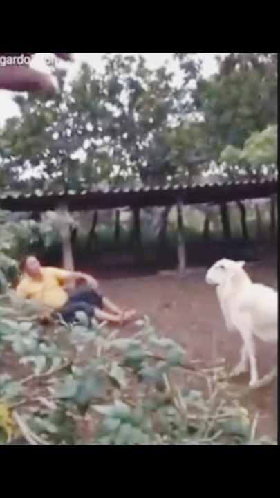 Funny videos lol | funniest video clips | don't try to stop laughing