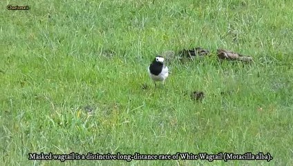 Unveiling the Beauty of Masked Wagtail at Mahodand Lake