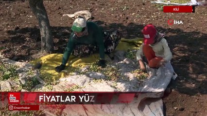 Kilis'te fiyatı altın ile yarışan boz fıstığın hasadı başladı