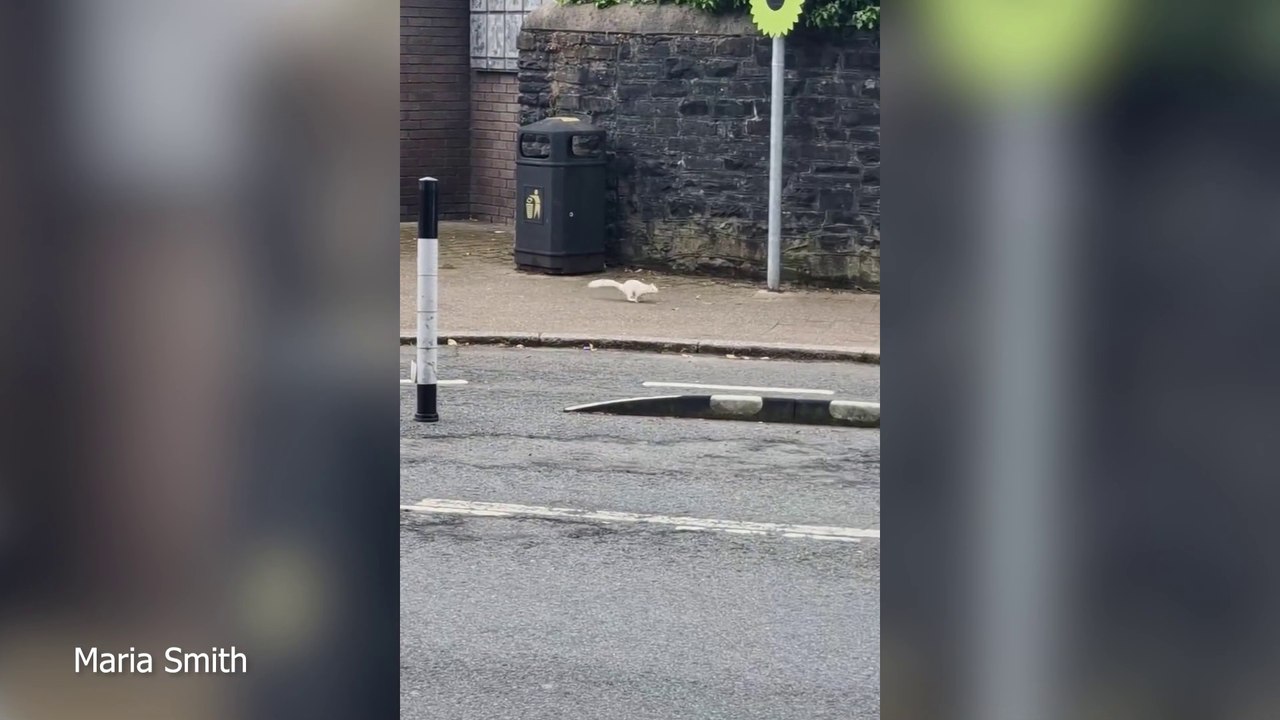 Rare white squirrel roams streets of UK town