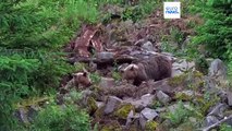 Ecologists outraged as authorities kill dozens of 'problem' bears in Slovakia