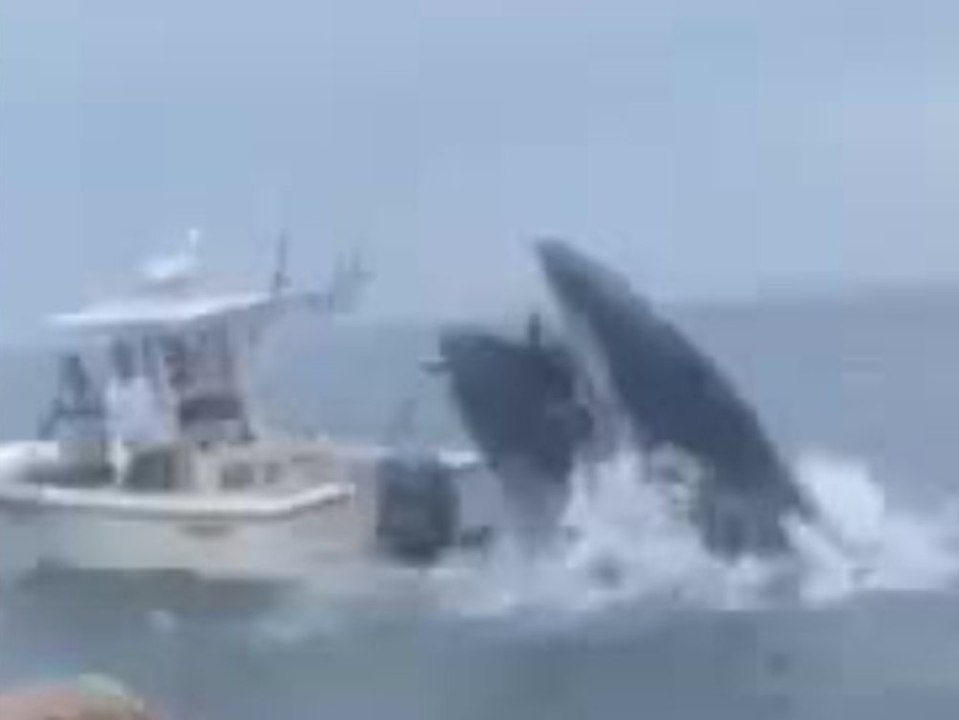 Schock im Hafen: Wal rammt Fischerboot und beinahe sinkt es