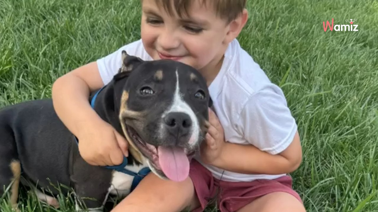 Video. Associazione accoglie un cucciolo con soli 6 mesi di vita e per il suo bene cambia tutte le regole