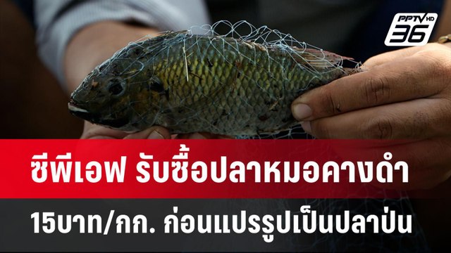 ซีพีเอฟ รับซื้อปลาหมอคางดำ 15บาท/กก. ก่อนแปรรูปเป็นปลาป่นขาย 30-40บาท/กก. | เข้มข่าวค่ำ | 24 ก.ค. 67