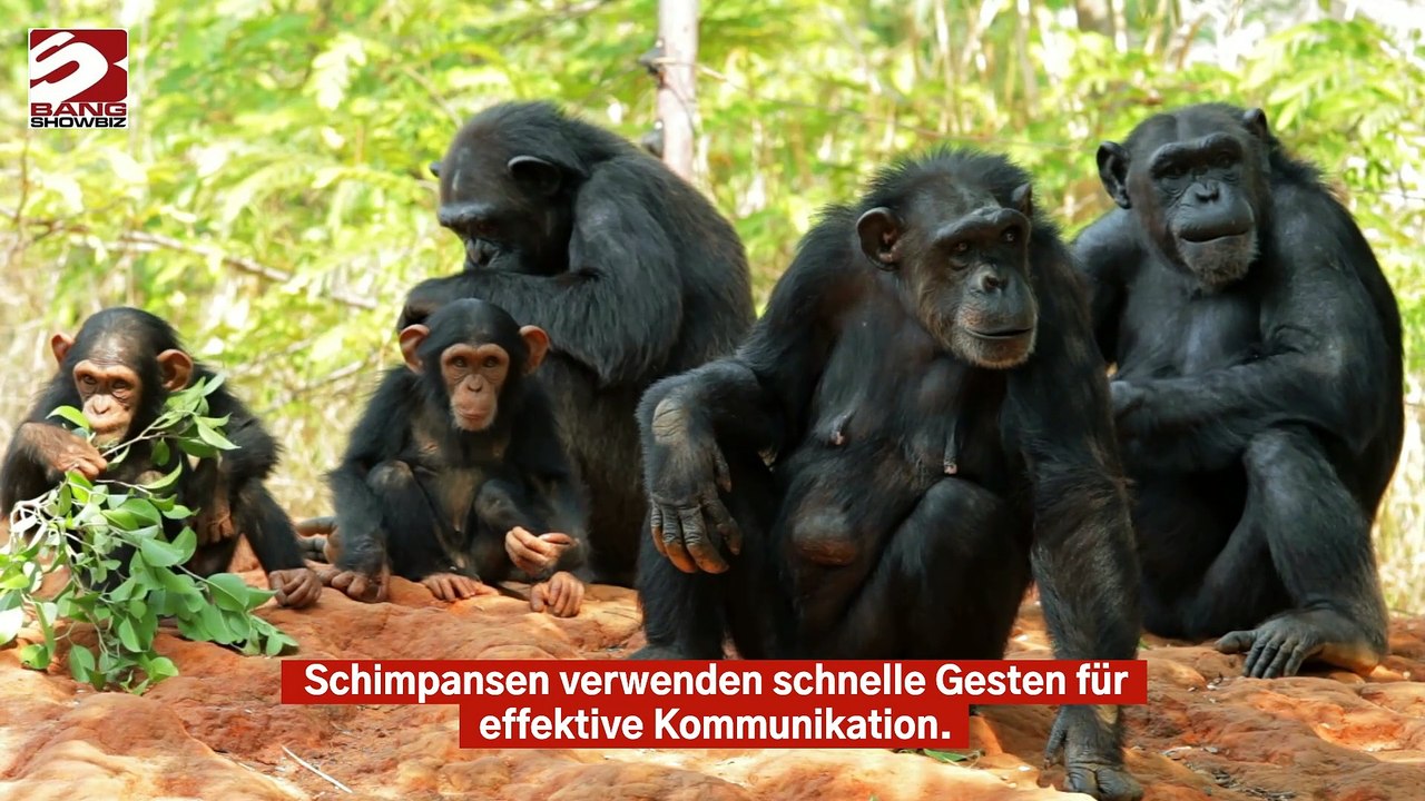 Schimpansen verwenden Gesten für schnelle Kommunikation