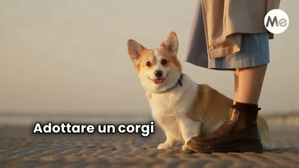 Download Video: 10 Cose da Sapere Prima di Adottare un Corgi!