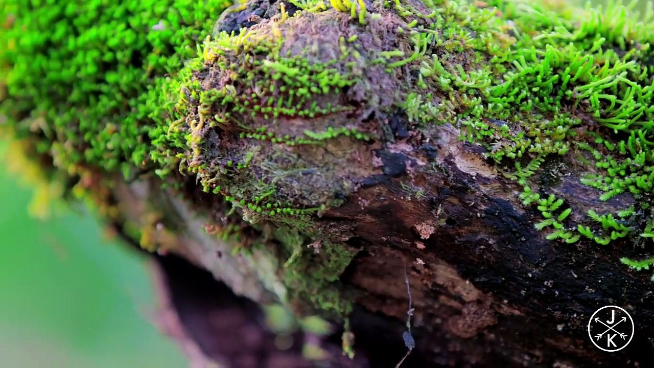 (ULTRA HD) NATURE