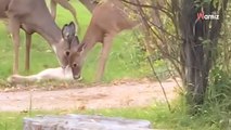 Deux biches s'approchent d'un chat et ont une adorable réaction (Vidéo)