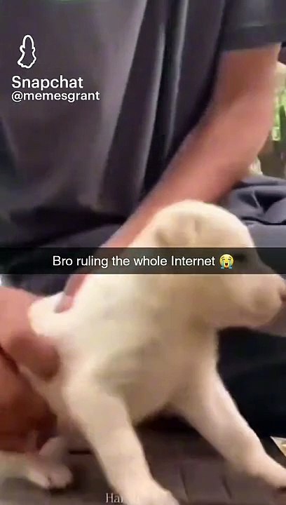 Bro ruling the whole internet