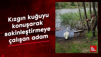 Kızgın kuğuyu konuşarak sakinleştirmeye çalışan adam