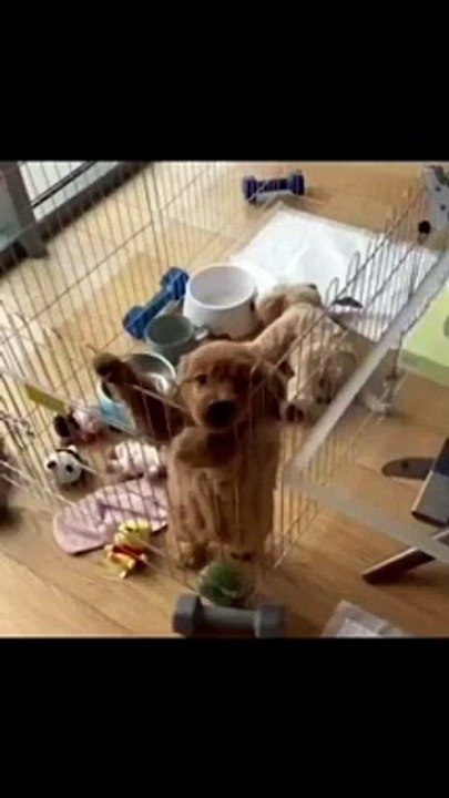 Just a happy Doggo