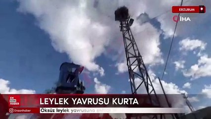 Erzurum'da öksüz leylek yavrusuna şefkat eli uzandı