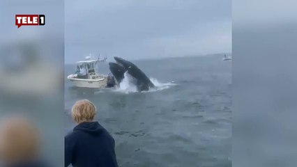 ABD’de bir balina tekneye atladı