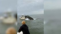 ABD'de öfkeli balina zıplayarak tekneyi böyle batırdı
